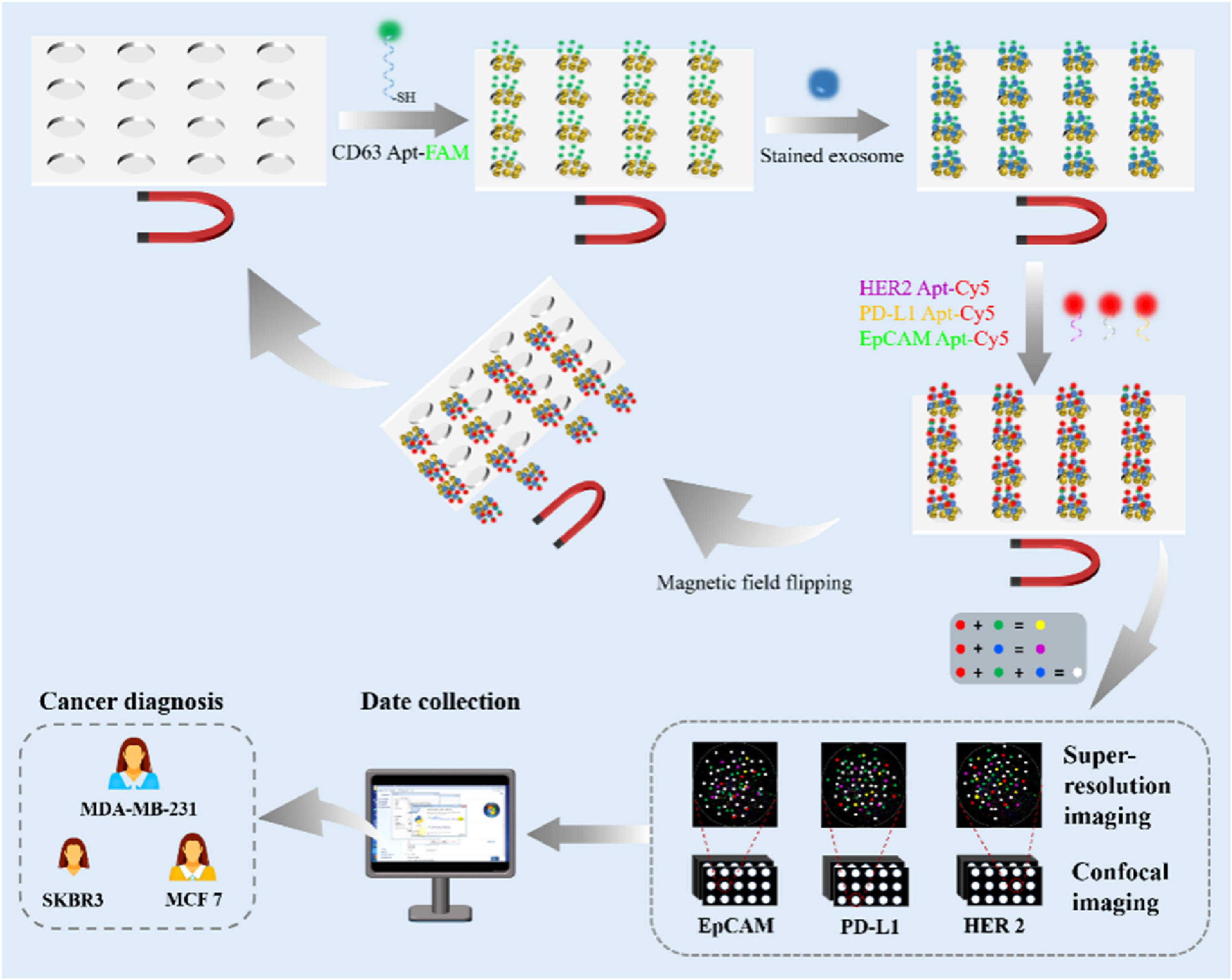 Biosensors and Bioelectronics｜王著元教授团队：基于可清洗磁性微阵列和超分辨率三色荧光共定位的乳腺癌外泌体高精度表型